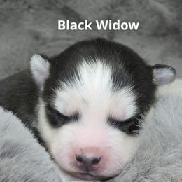 Black Widow - Black and white female Pomsky puppy in Fredericksburg, Virginia from Purely Pomskies