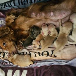 Fancy - Red female Dachshund puppy in Lebanon, Oregon from Willow Moons Dachshunds