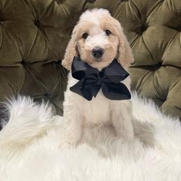 Donnie - Tri-color male Australian Labradoodle puppy in Leonard, Texas from Laird Farms