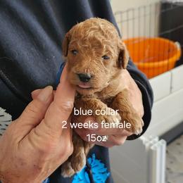 Dark blue collar Ella - Apricot female Goldendoodle puppy in Fairmount, Indiana from Capens' Doodles,Poodles and Poo's