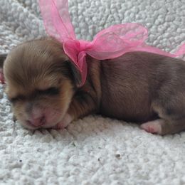Pink girl - Red female Dachshund puppy in Alachua, Florida from Asperida Spinoni and Dachshunds