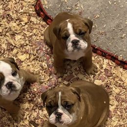 Bulldog Puppies from Kandyland Bulldogs