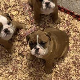 Bulldog Puppies from Kandyland Bulldogs