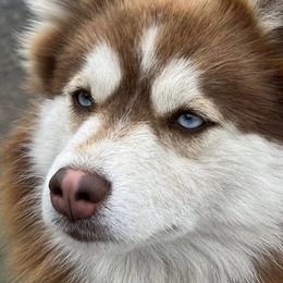 Kodiak - Pomsky