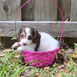 Chocolate Pie Female - Piebald female Dachshund puppy in Avon Park, Florida from Dachshunds