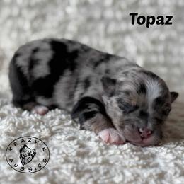 Topaz - Blue merle female Miniature Australian Shepherd puppy in Garden Plain, Kansas from Krazy K Aussies