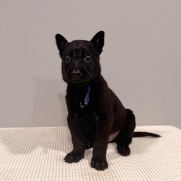 Blue - Black sable male Belgian Malinois puppy in Muskegon, Michigan from Red Acres Working Line K9s