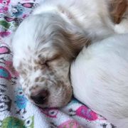 English Setters from Tamarack Mountain