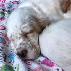 English Setters from Tamarack Mountain