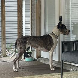 Laney - Great Dane
