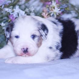 Jesse - Blue merle male Australian Shepherd puppy in Easton, Missouri from MMA Kennel