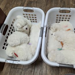 Samoyed Puppies from The Office Pups