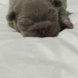 Coco - Cream female French Bulldog puppy in Saratoga Springs, Utah from Your Utah Frenchie