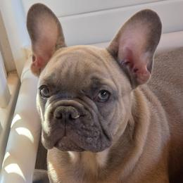 Boy 1 - Blue fawn male French Bulldog puppy in Crane, Missouri from James River French Bulldogs