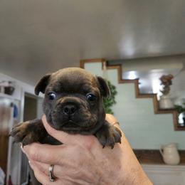 Dottie - Blue female French Bulldog puppy in Neosho, Missouri from K2S Frenchies