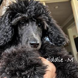 Eddie - Blue male Poodle puppy in Greenwich, New York from MizzElle’s Standard Poodles