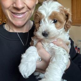 Athena - Blenheim female Cavapoo puppy in Cedar City, Utah from Baird Poodles and Doodles