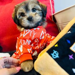 Romeo - Black & tan tri-color male Maltipoo puppy in Sugar Land, Texas from Celebrity Maltipoos