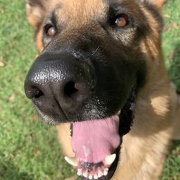 German Shepherd All Grown Up from Angel Oak German Shepherds