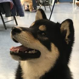 Boris - Shiba Inu