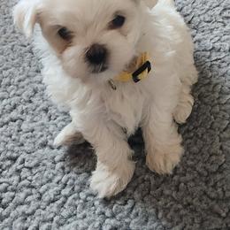 Maltese Puppies from Arizona Maltese Gems