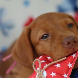 Liberty - Golden rust female Vizsla puppy in Bloomington, Indiana from Envizion