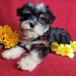 Boy 2 - male Miniature Schnauzer puppy in Fairhope, Alabama from Puppy Sugars Kennels