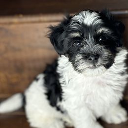 Baxter - Black and white Havanese puppy in Redondo Beach, California from Harris Havanese