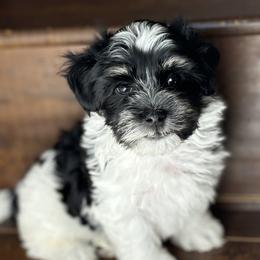Baxter - Black and white Havanese puppy in Redondo Beach, California from Harris Havanese