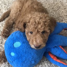 Goldendoodle Puppies from Brighton Doodles