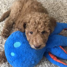 Goldendoodle Puppies from Brighton Doodles