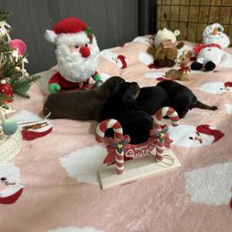 Boy 2 - Black and rust male Doberman Pinscher puppy in Elgin, Texas from New Horizons Kennels