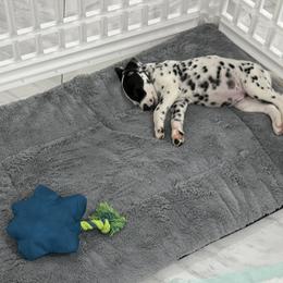 Dalmatian Puppies from Salermo’s farm