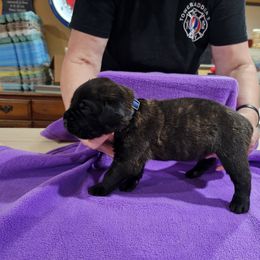 Boy 1 - Black brindle male Cane Corso puppy in Winchester, Virginia from Paladin's Cane Corsos