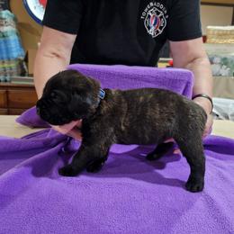 Boy 1 - Black brindle male Cane Corso puppy in Winchester, Virginia from Paladin's Cane Corsos