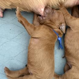 Blue boy - Chestnut male Irish Setter puppy in West Haven, Utah from McClellan Setters