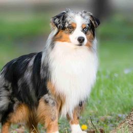 Asher - Miniature American Shepherd