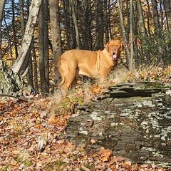 Mma Bordeaux Peyton Pritchard - Mahogany male Dogue de Bordeaux puppy in Georgia from Magnificent Mastiffs of Atlanta