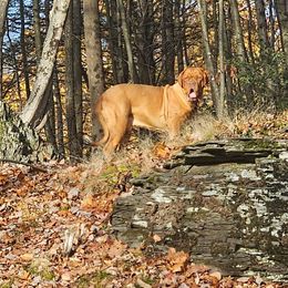 Mma Bordeaux Peyton Pritchard - Mahogany male Dogue de Bordeaux puppy in Georgia from Magnificent Mastiffs of Atlanta