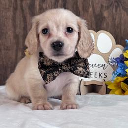 Flash - Cream male Dachshund puppy in Dothan, Alabama from Little House Pups