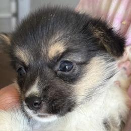 Remy - Black and tan female Pembroke Welsh Corgi puppy in Riverside, California from Four Aces Corgis
