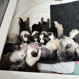 Tibetan Terrier puppies from Rama Kha Tibetans