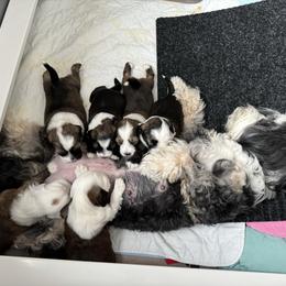 Tibetan Terrier puppies from Rama Kha Tibetans