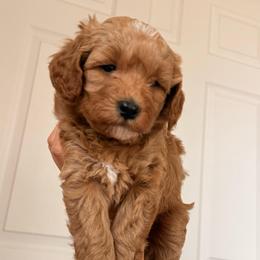 Daisy - Apricot female Goldendoodle puppy in Sacramento, California from GoldenDoodle Love
