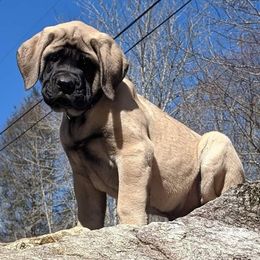 Mastiffs from Jennifer s Appalachian Mountain Mastiffs