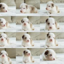 Blueberry Wine - Red merle male Bordoodle puppy in Woodruff, South Carolina from Crooked Creek Doodles and Poodles