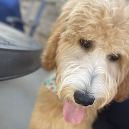 Tully - Goldendoodle