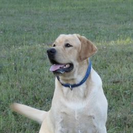 Labrador Retrievers from RoseBrook Labradors