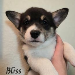 Bliss - Black and tan female Pembroke Welsh Corgi puppy in Citrus Heights, California from The Joy of Corgis