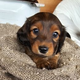 Dachshund Puppies from Long Mountain Long Dogs